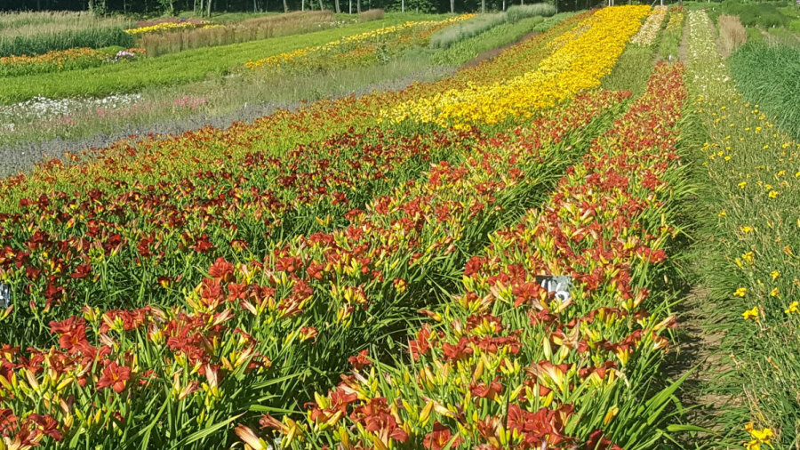 BYLINY-ŚWIERK Zierpflanzen Stauden Grasfarne Kräuter Polen 02