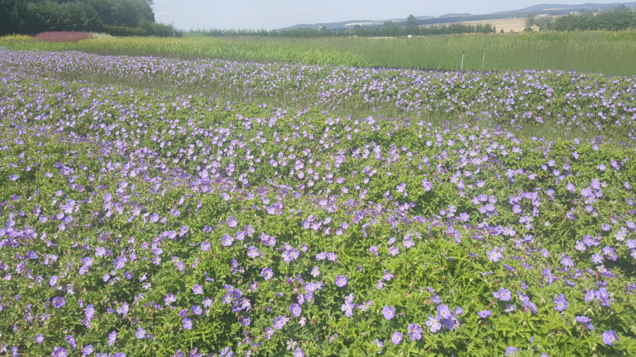 BYLINY-ŚWIERK Zierpflanzen Stauden Grasfarne Kräuter Polen 03